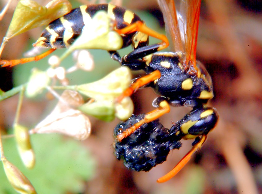 Polistes gallicus